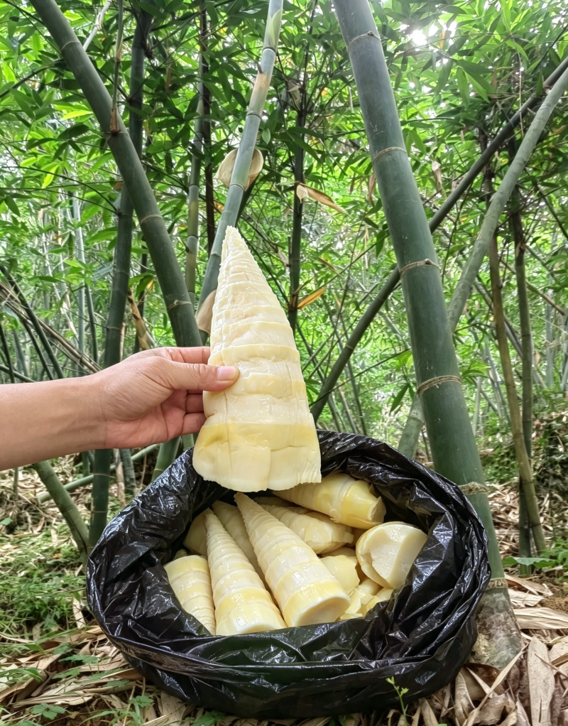 福建麻竹笋尾，笋尖