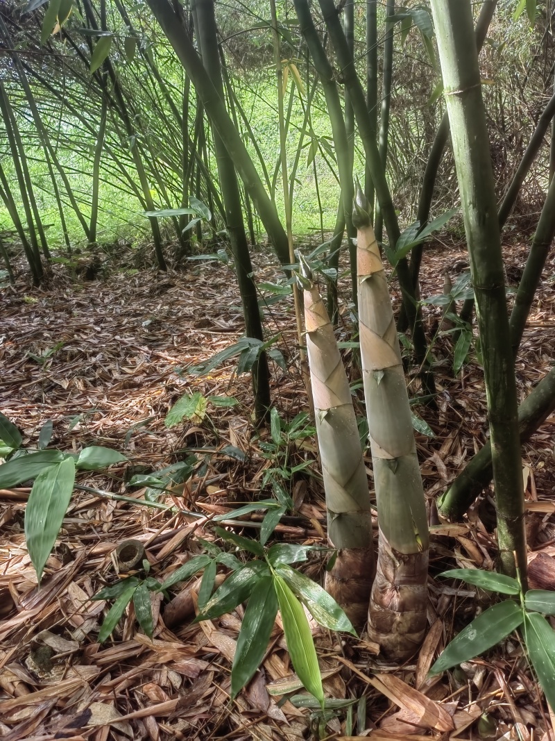 福建麻竹笋尾，笋尖