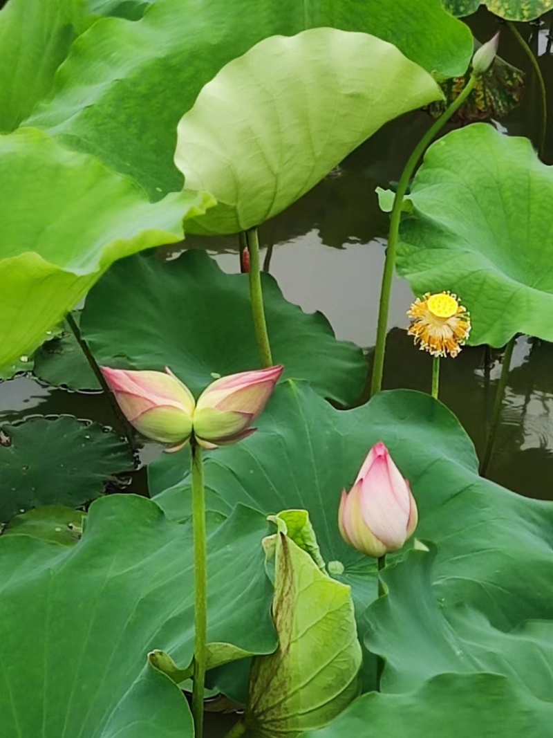 颗颗珍湘莲，嫩莲蓬，麻莲蓬都有
