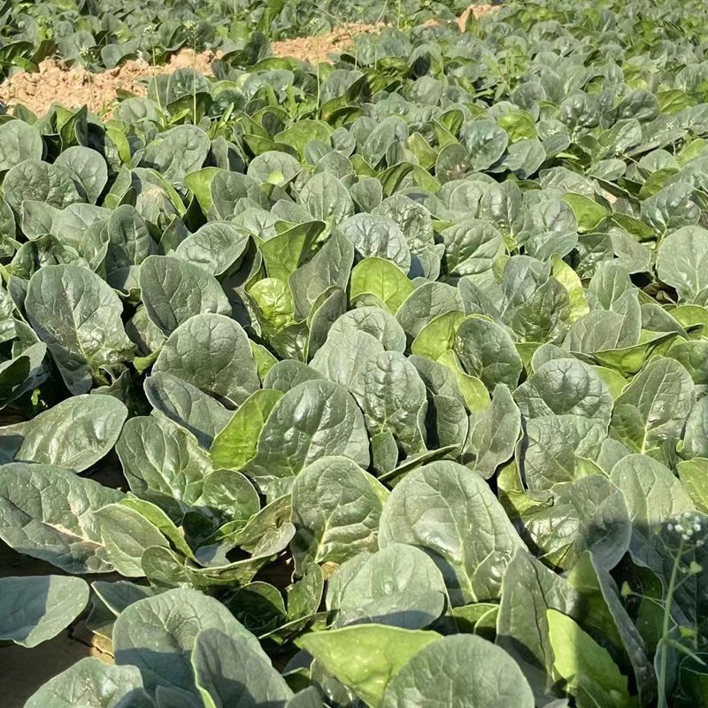 火烈鸟夏播王肉菠菜种子40g耐热中早熟耐抽苔油亮直立圆叶
