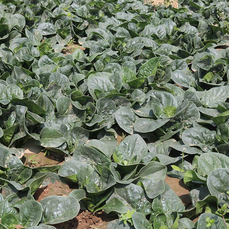 火烈鸟夏播王肉菠菜种子40g耐热中早熟耐抽苔油亮直立圆叶