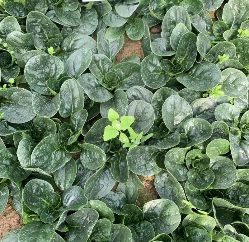 火烈鸟夏播王肉菠菜种子40g耐热中早熟耐抽苔油亮直立圆叶