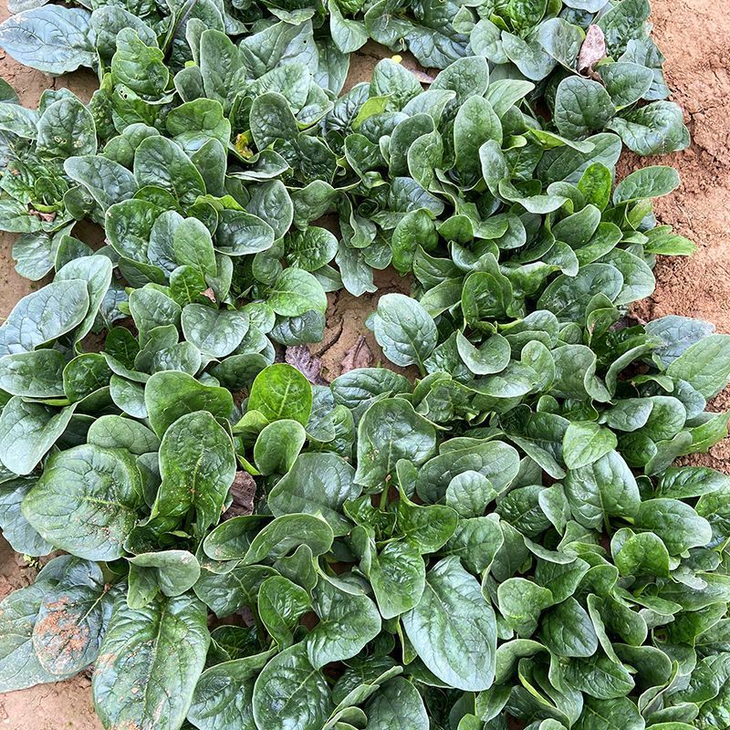 火烈鸟夏播王肉菠菜种子40g耐热中早熟耐抽苔油亮直立圆叶