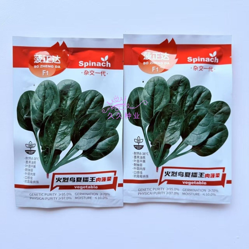 火烈鸟夏播王肉菠菜种子40g耐热中早熟耐抽苔油亮直立圆叶