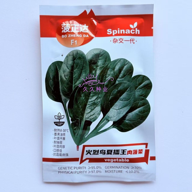 火烈鸟夏播王肉菠菜种子40g耐热中早熟耐抽苔油亮直立圆叶