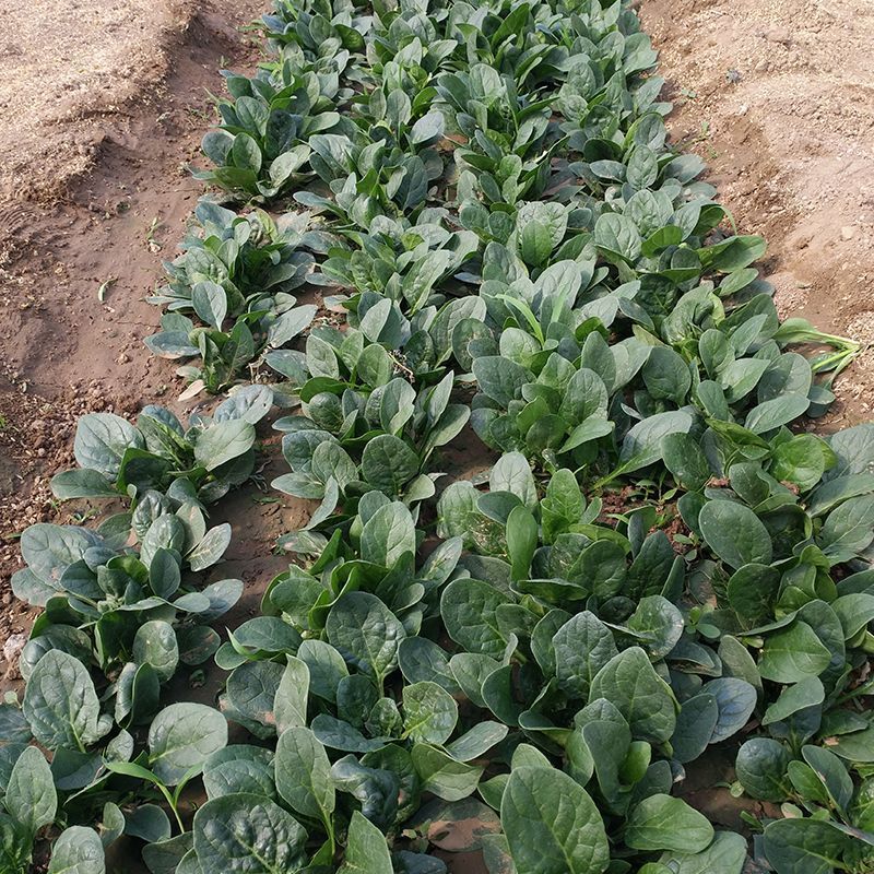 火烈鸟夏播王肉菠菜种子40g耐热中早熟耐抽苔油亮直立圆叶