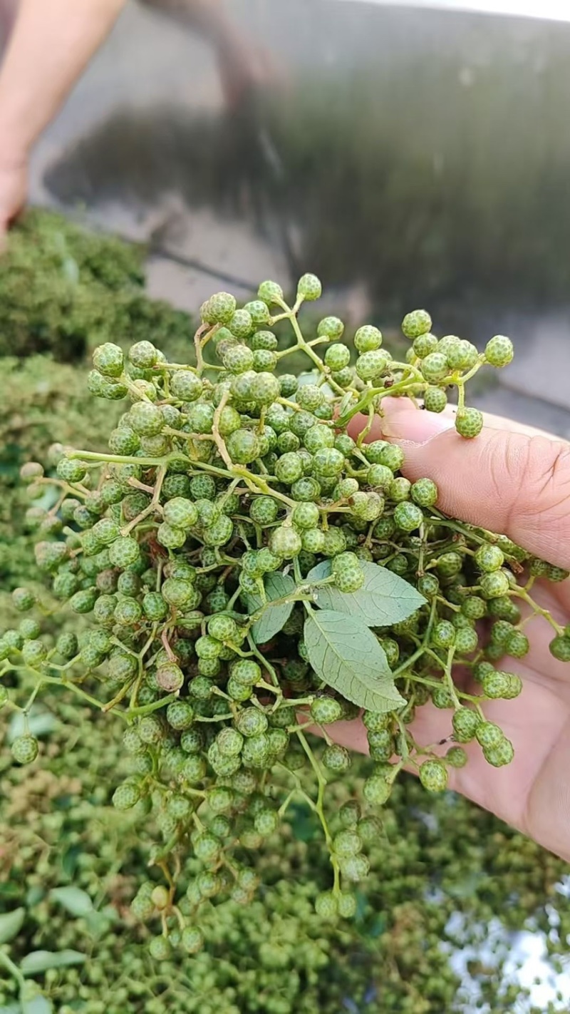 大量供应陕西华州区大红袍花椒，青花椒，鲜货，欢迎联系，