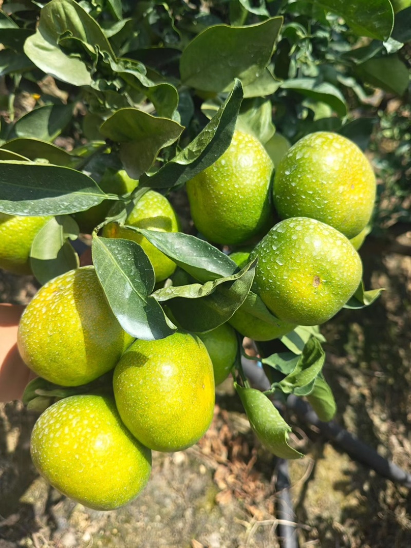云南省玉溪市哀牢山高山密橘🍊市场电商