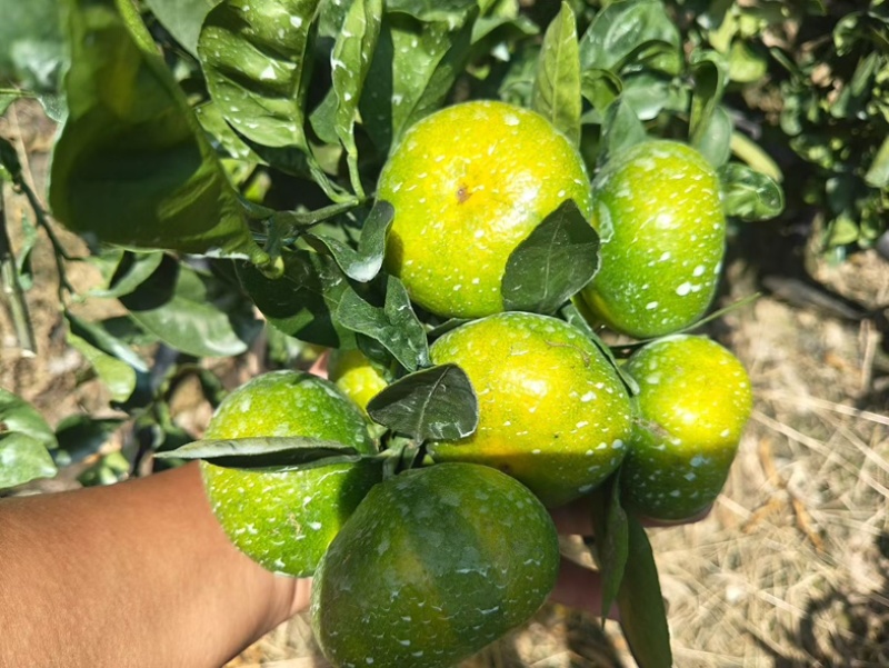 云南省玉溪市哀牢山高山密橘🍊市场电商