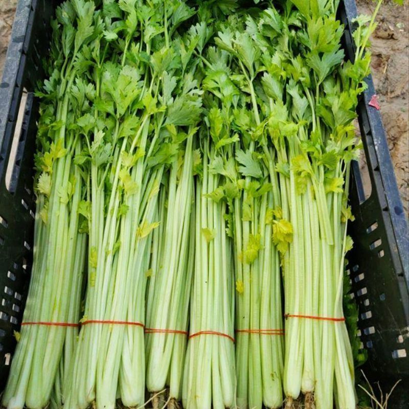 芹生生毛芹种子发芽率第14天可以达到85%以上出芽