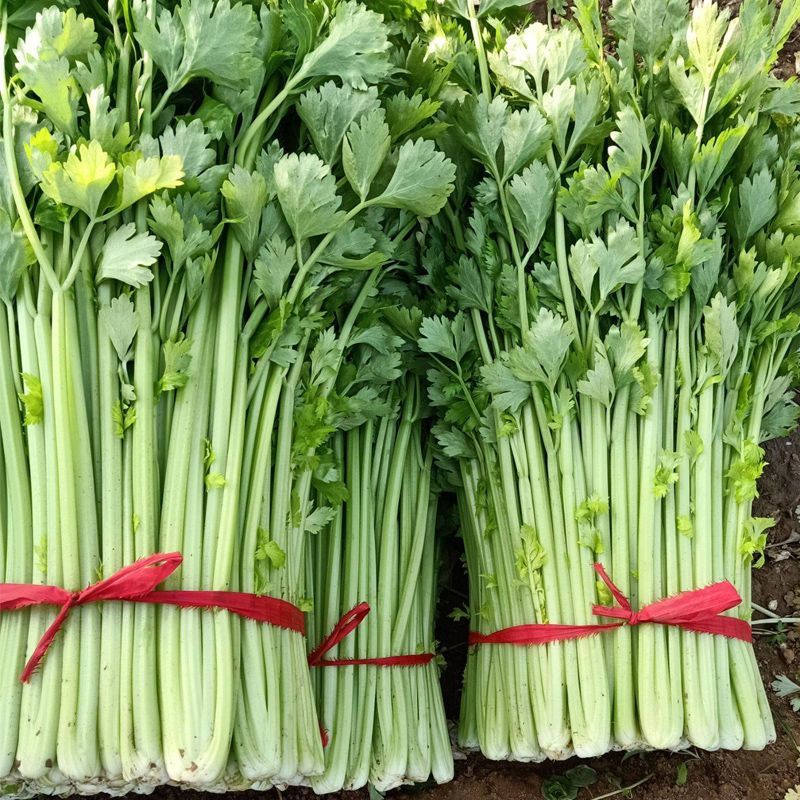 芹生生毛芹种子发芽率第14天可以达到85%以上出芽