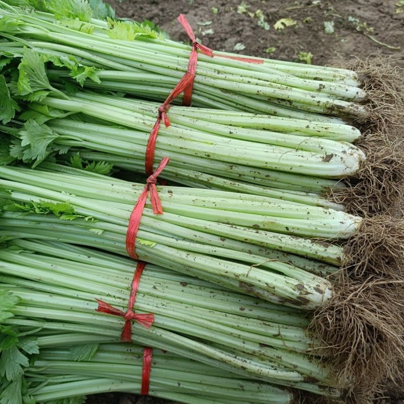 芹生生毛芹种子发芽率第14天可以达到85%以上出芽