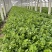 芹生生毛芹种子发芽率第14天可以达到85%以上出芽