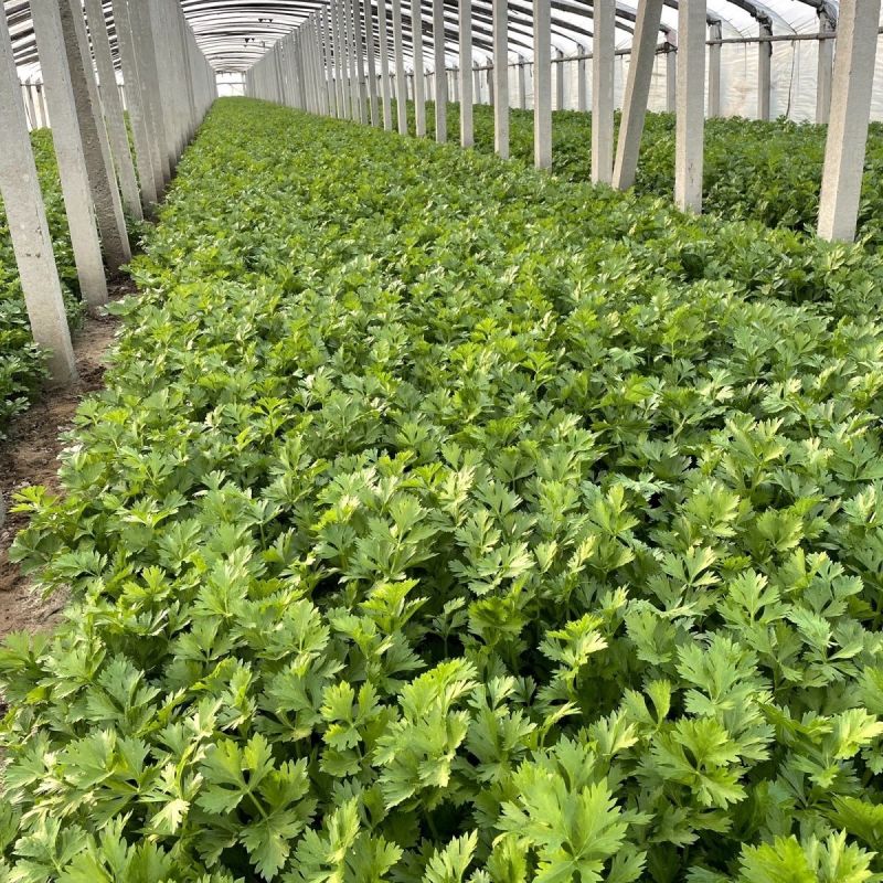 芹生生毛芹种子发芽率第14天可以达到85%以上出芽