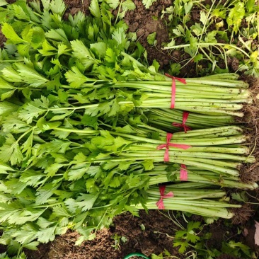 皇后小香芹种子春秋两季播脆嫩实心小芹菜籽农田阳台盆栽蔬菜
