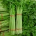 皇后小香芹种子春秋两季播脆嫩实心小芹菜籽农田阳台盆栽蔬菜