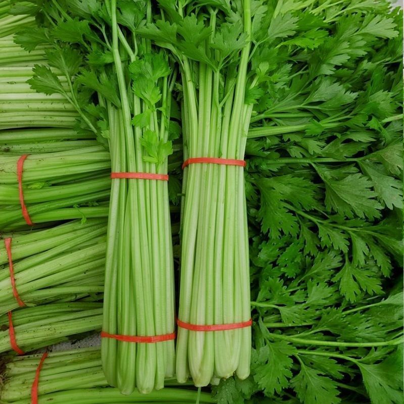 皇后小香芹种子春秋两季播脆嫩实心小芹菜籽农田阳台盆栽蔬菜