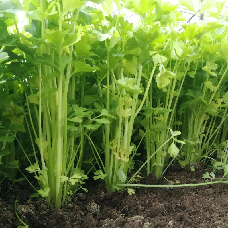 皇后小香芹种子春秋两季播脆嫩实心小芹菜籽农田阳台盆栽蔬菜