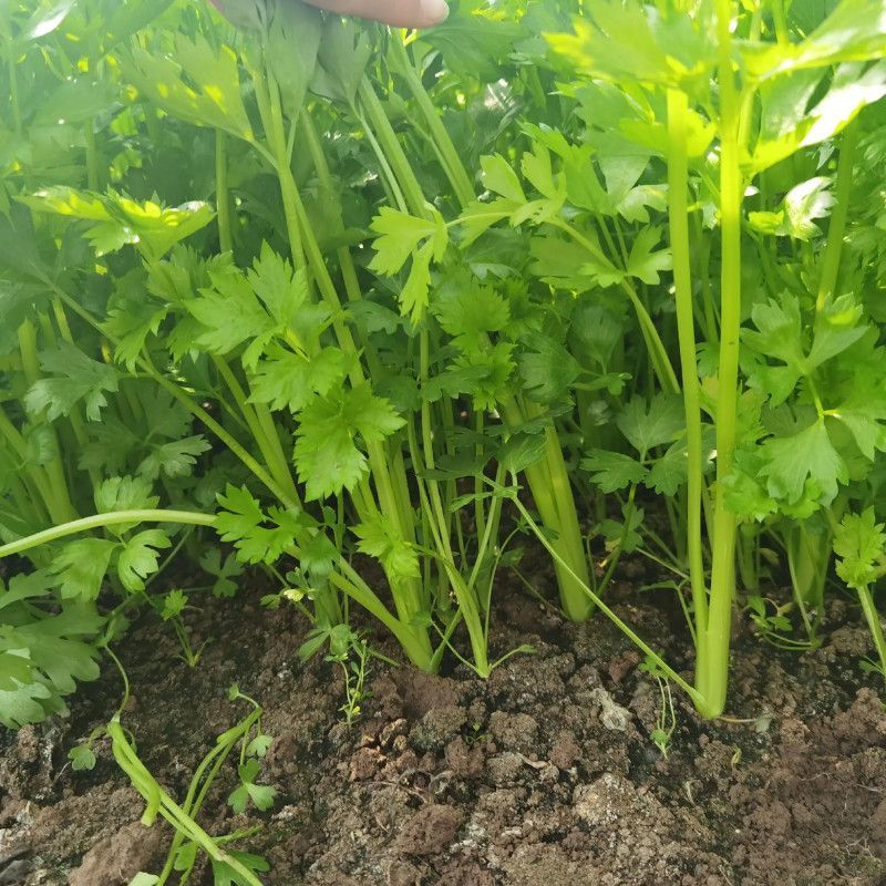 皇后小香芹种子春秋两季播脆嫩实心小芹菜籽农田阳台盆栽蔬菜