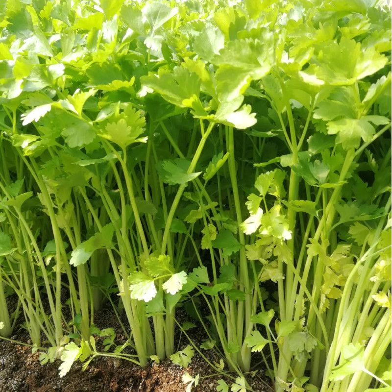 皇后小香芹种子春秋两季播脆嫩实心小芹菜籽农田阳台盆栽蔬菜