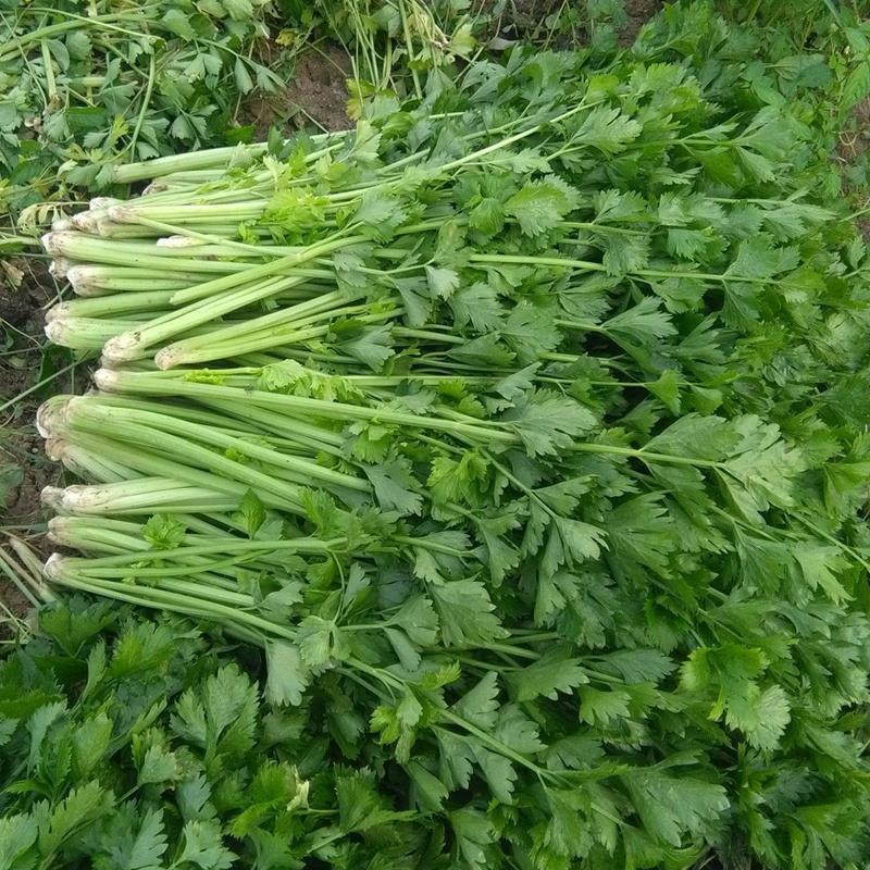 皇后小香芹种子春秋两季播脆嫩实心小芹菜籽农田阳台盆栽蔬菜