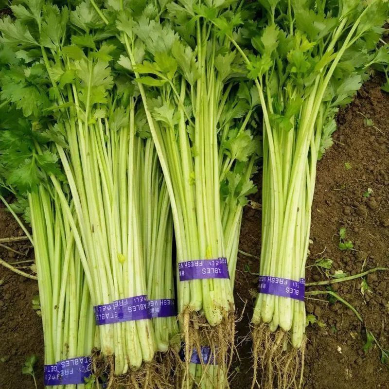 皇后小香芹种子春秋两季播脆嫩实心小芹菜籽农田阳台盆栽蔬菜