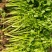 皇后小香芹种子春秋两季播脆嫩实心小芹菜籽农田阳台盆栽蔬菜