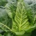 顶点瘦尖型牛心甘蓝种子早中熟叶翠绿油亮冬性强抗根肿耐抽薹