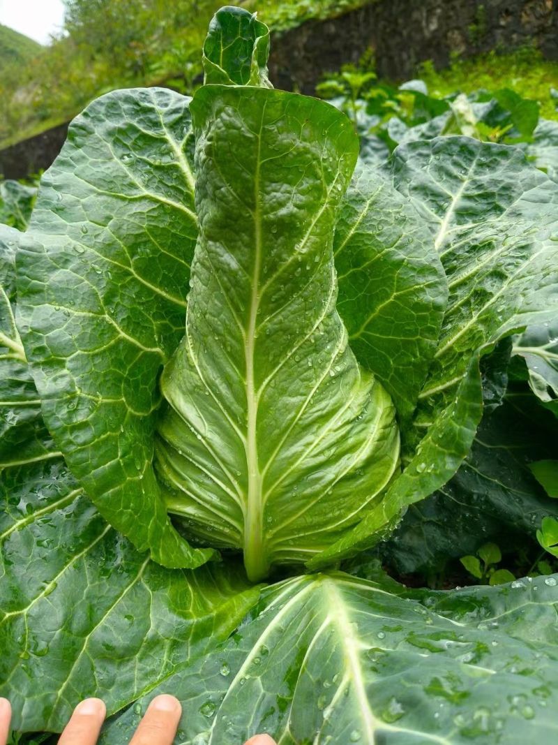 顶点瘦尖型牛心甘蓝种子早中熟叶翠绿油亮冬性强抗根肿耐抽薹