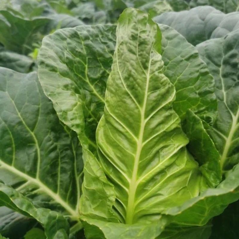 顶点瘦尖型牛心甘蓝种子早中熟叶翠绿油亮冬性强抗根肿耐抽薹
