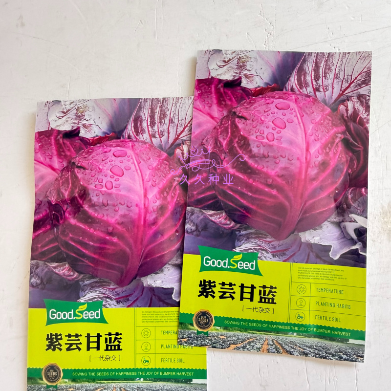紫芸甘蓝种子紫甘蓝紫色包心菜籽菜用甘蓝种子一代杂交紫包菜