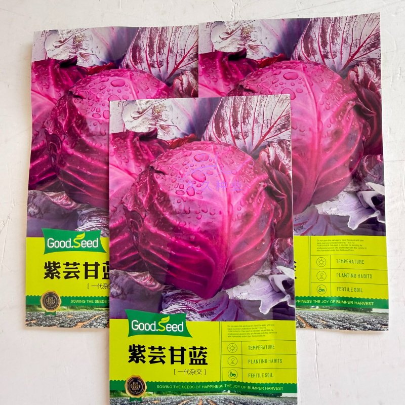 紫芸甘蓝种子紫甘蓝紫色包心菜籽菜用甘蓝种子一代杂交紫包菜