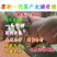 原种太湖高产小母猪梅山种苗纯种太湖小母猪种公猪原种太湖母