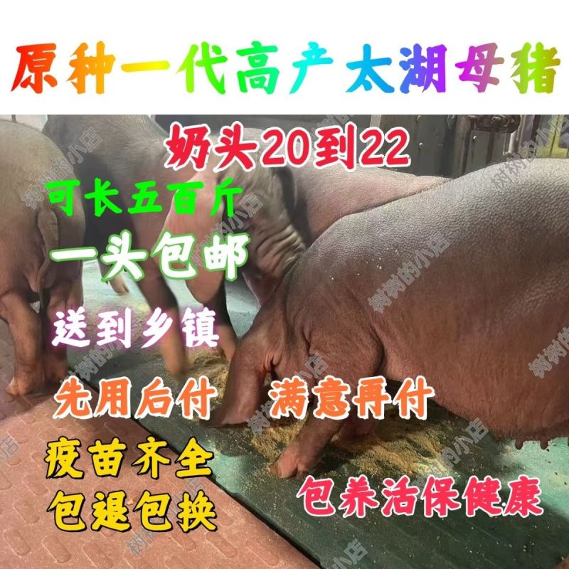 原种太湖高产小母猪梅山种苗纯种太湖小母猪种公猪原种太湖母