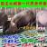 原种太湖高产小母猪梅山种苗纯种太湖小母猪种公猪原种太湖母