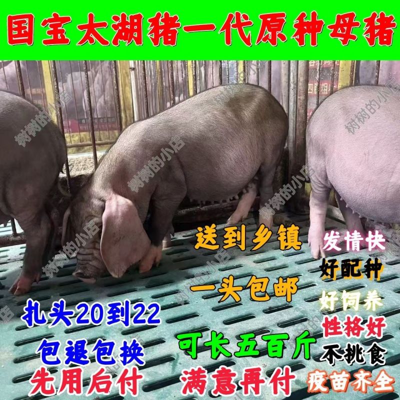 原种太湖高产小母猪梅山种苗纯种太湖小母猪种公猪原种太湖母