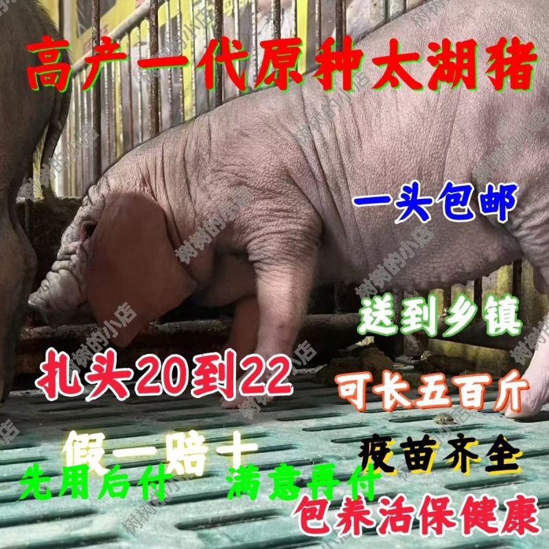 原种太湖高产小母猪梅山种苗纯种太湖小母猪种公猪原种太湖母