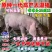 原种太湖高产小母猪梅山种苗纯种太湖小母猪种公猪原种太湖母