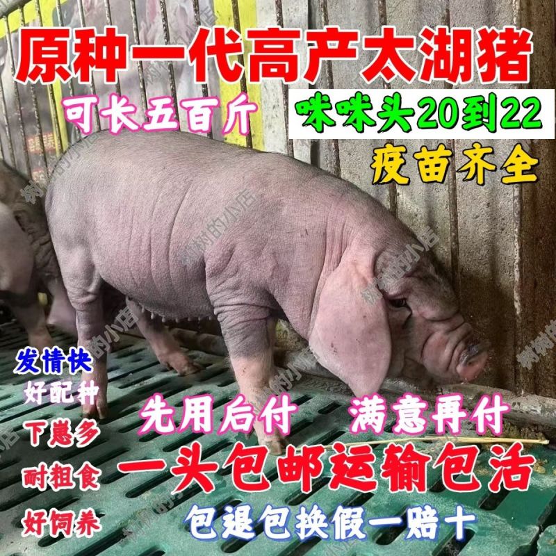 原种太湖高产小母猪梅山种苗纯种太湖小母猪种公猪原种太湖母