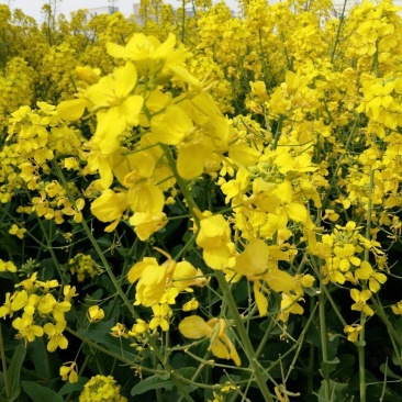 越优577矮秆高产油菜种子杂交油菜耐寒抗倒伏出油率高