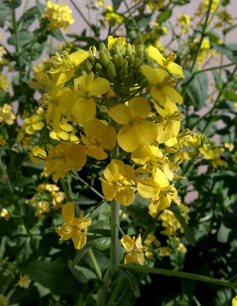 越优577矮秆高产油菜种子杂交油菜耐寒抗倒伏出油率高