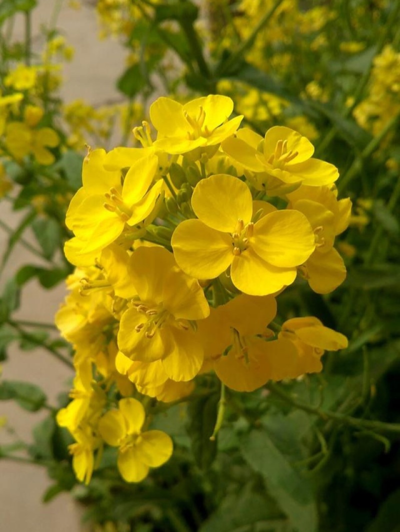越优577矮秆高产油菜种子杂交油菜耐寒抗倒伏出油率高