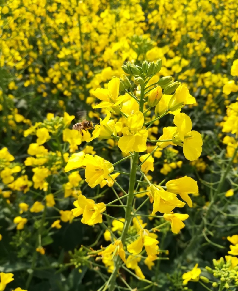 越优577矮秆高产油菜种子杂交油菜耐寒抗倒伏出油率高