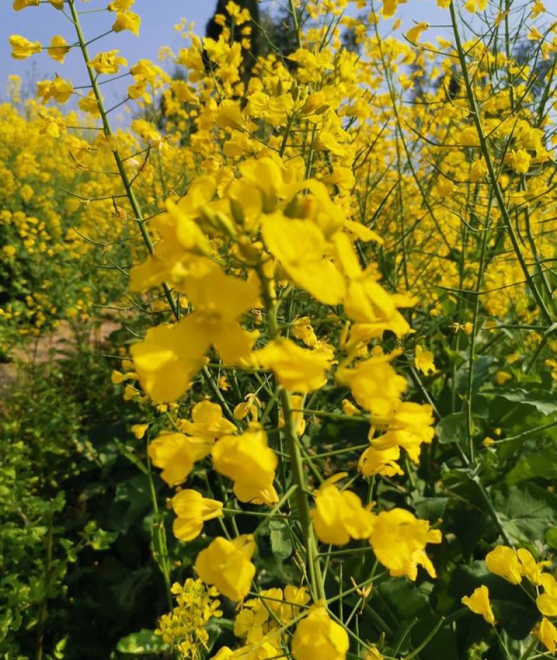 越优577矮秆高产油菜种子杂交油菜耐寒抗倒伏出油率高
