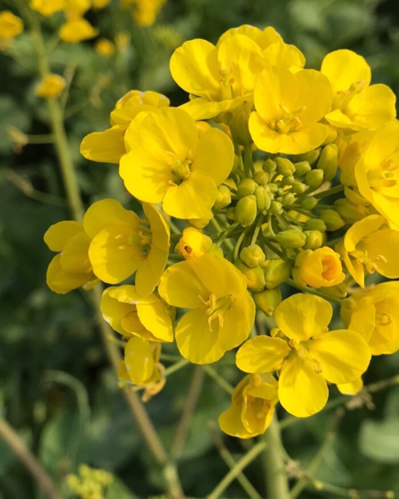 越优577矮秆高产油菜种子杂交油菜耐寒抗倒伏出油率高