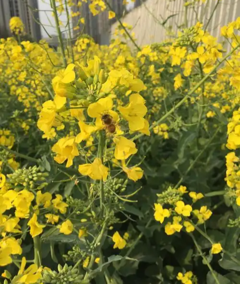 越优577矮秆高产油菜种子杂交油菜耐寒抗倒伏出油率高