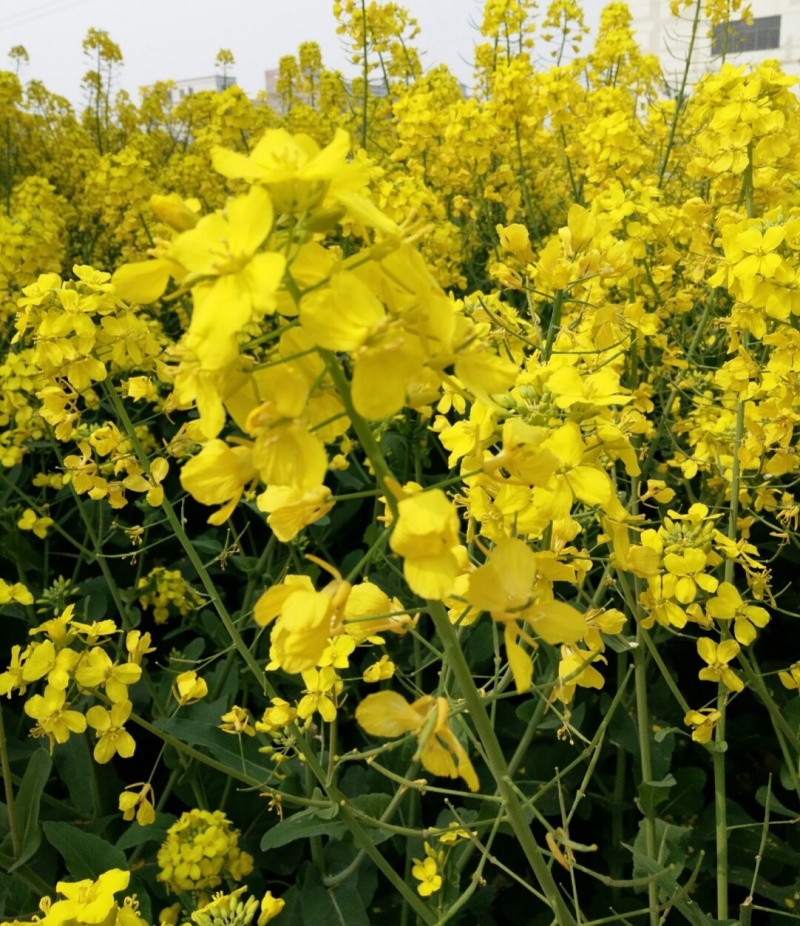 越优577矮秆高产油菜种子杂交油菜耐寒抗倒伏出油率高