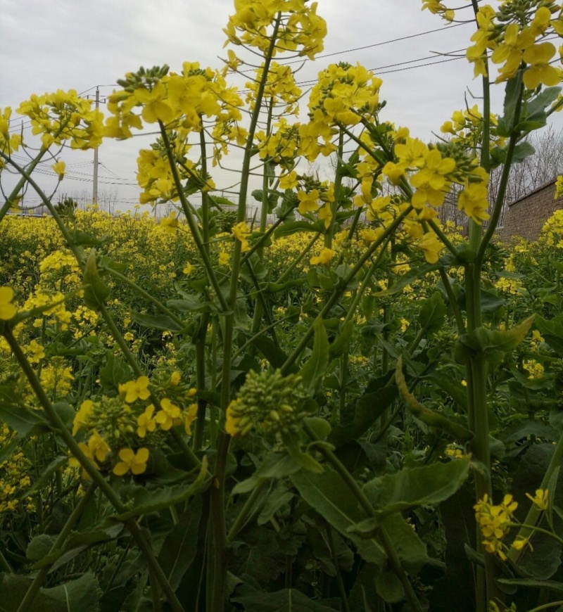 越优577矮秆高产油菜种子杂交油菜耐寒抗倒伏出油率高