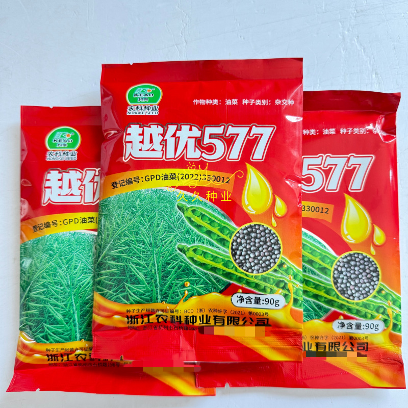越优577矮秆高产油菜种子杂交油菜耐寒抗倒伏出油率高