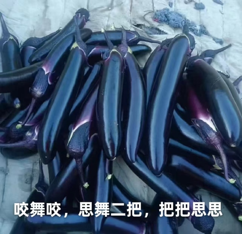 精品长茄子